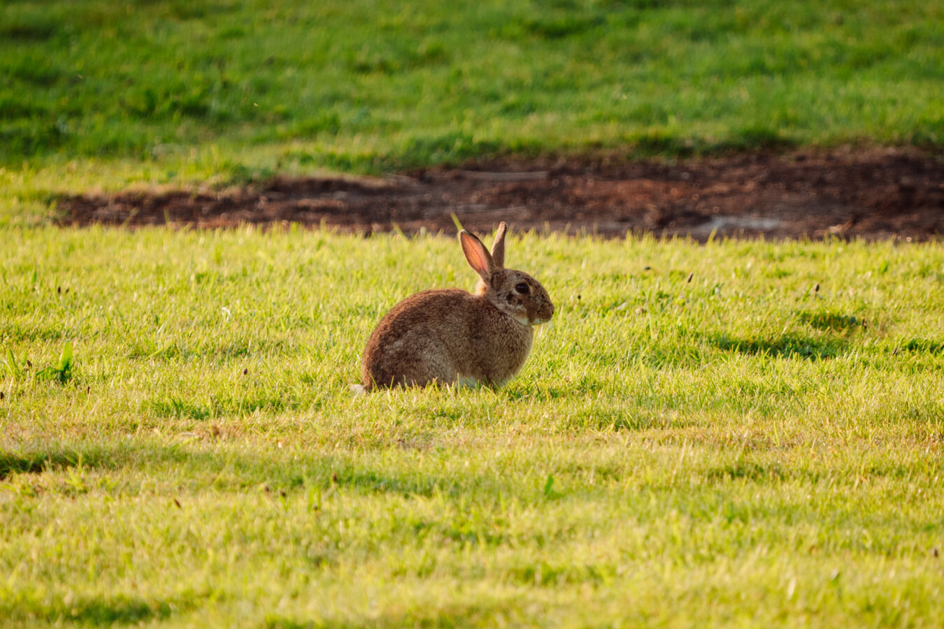 Rabbit