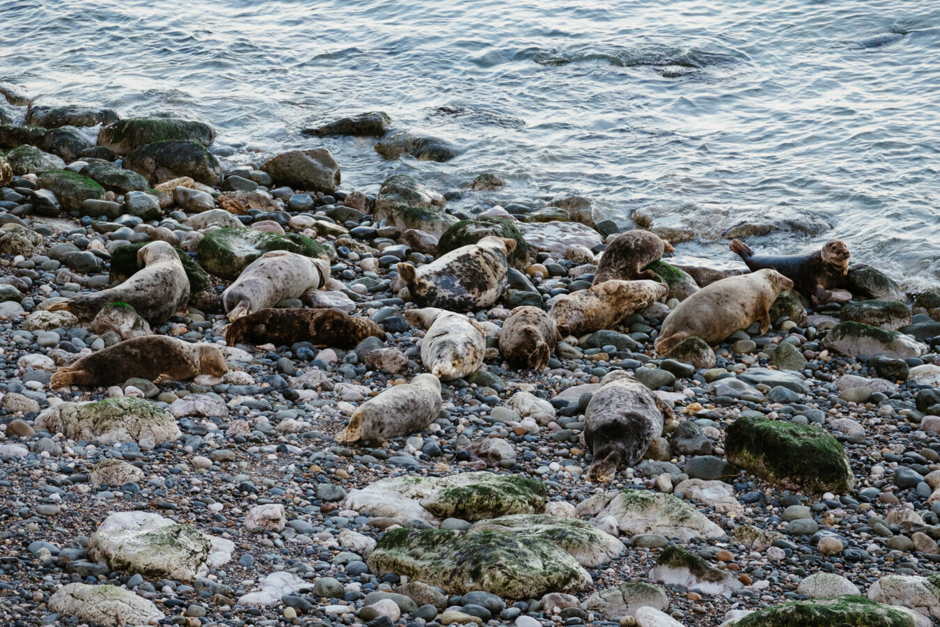 Seals resting on the pebble beach in Angel Bay