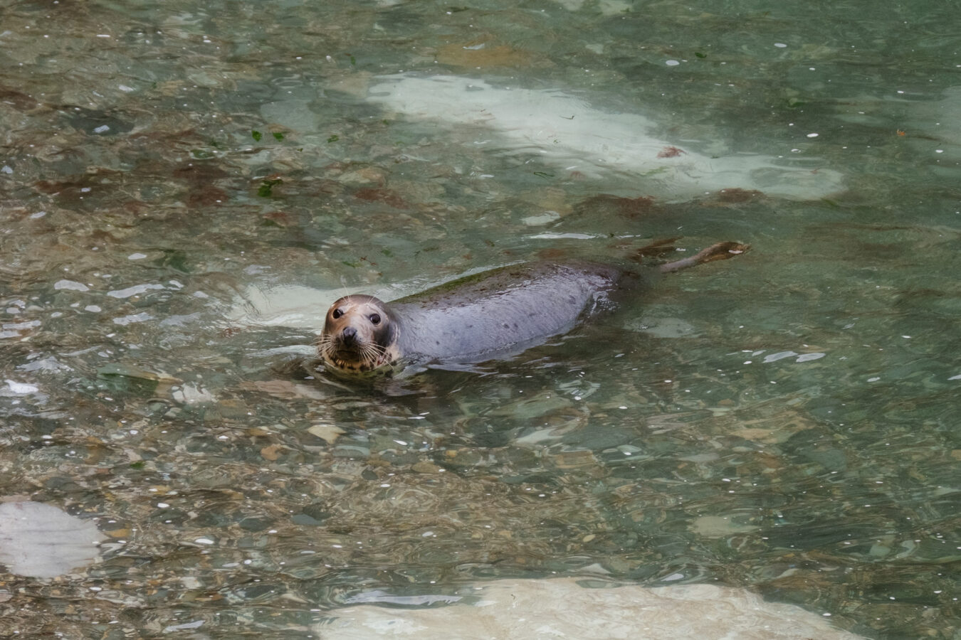 Seal bathing on shallow water by the beach