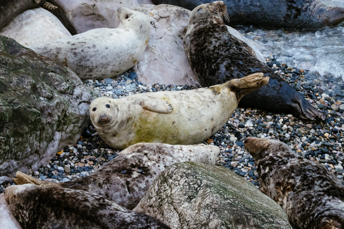 Seal looking up