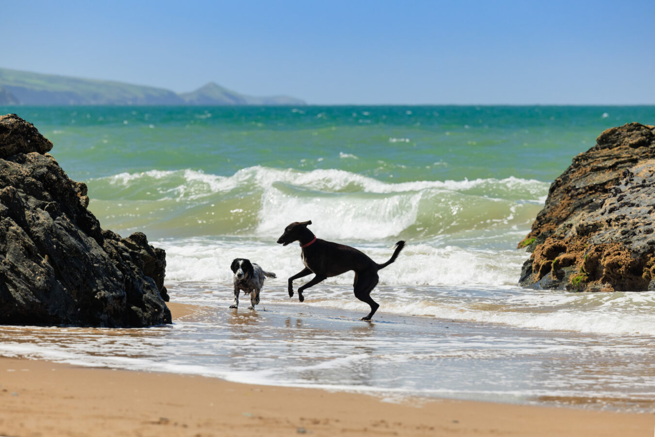 Dogs playing on the beach