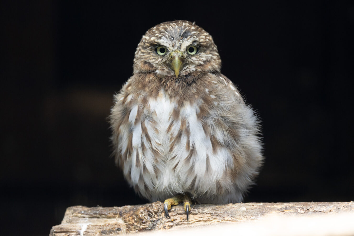 Owl