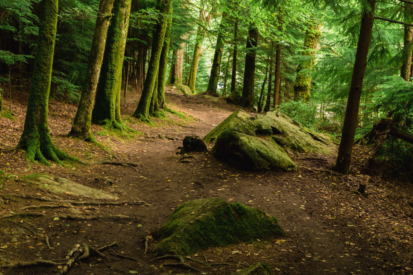 Tan Dinas Woodland, Betws-y-Coed