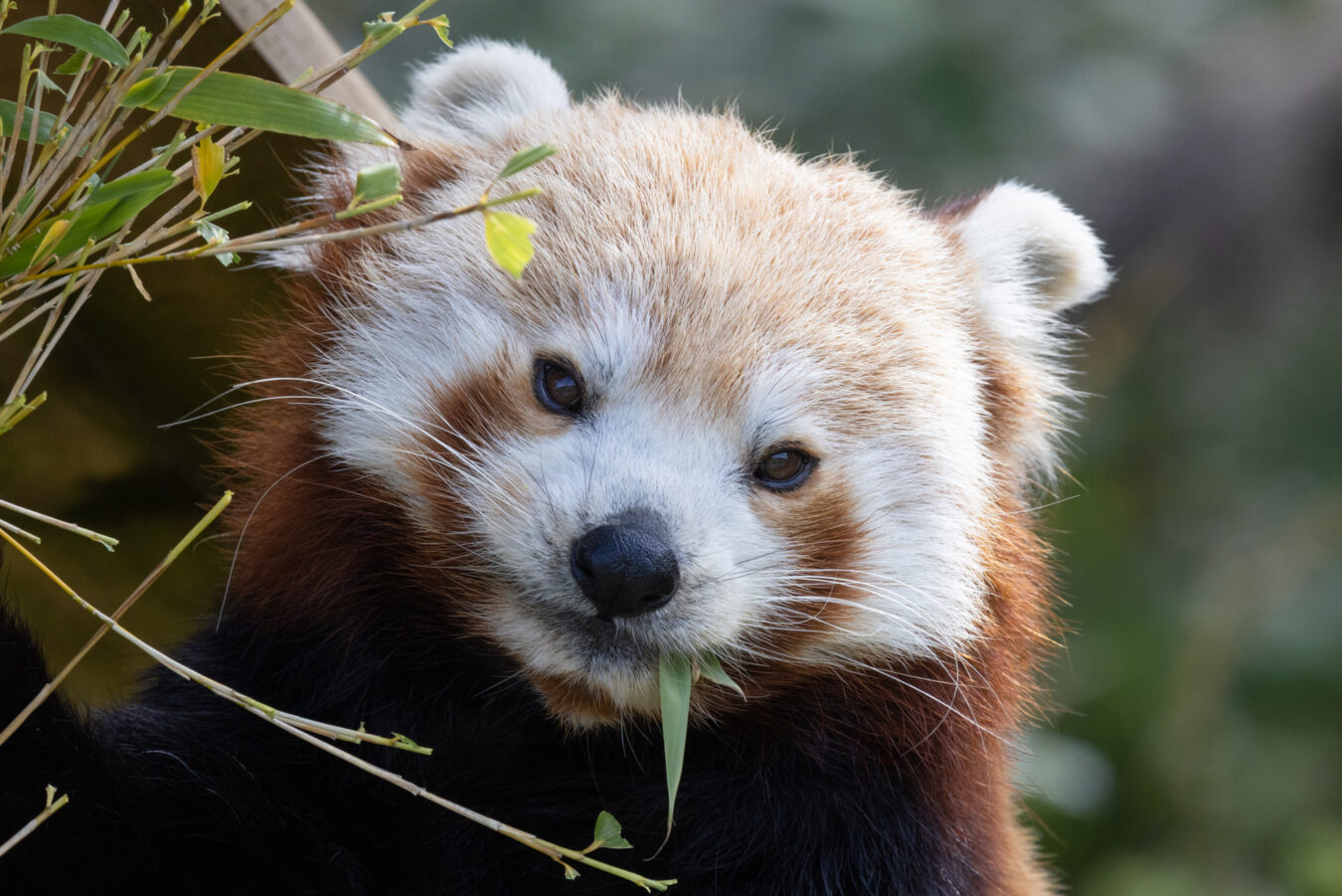 Red panda, close-up photo