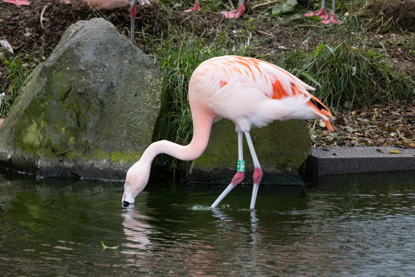 Pink Flamingo drinking