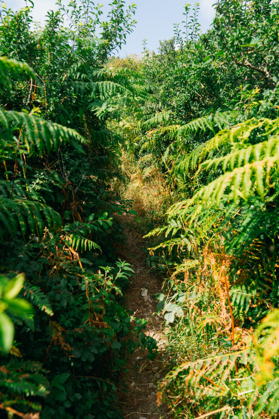 Narrow section of the path going through tall and thick vegetation