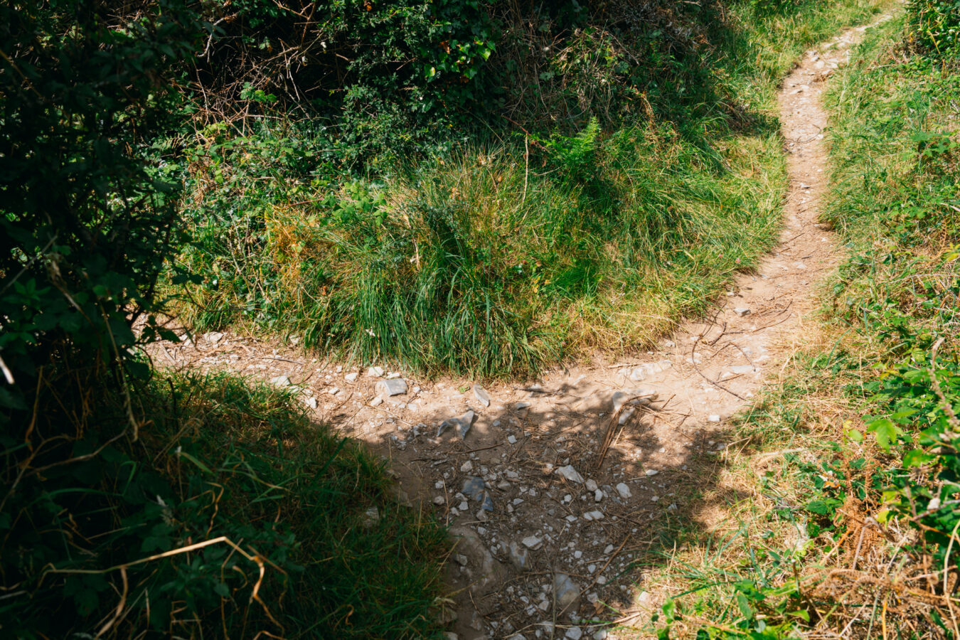Fork in the path
