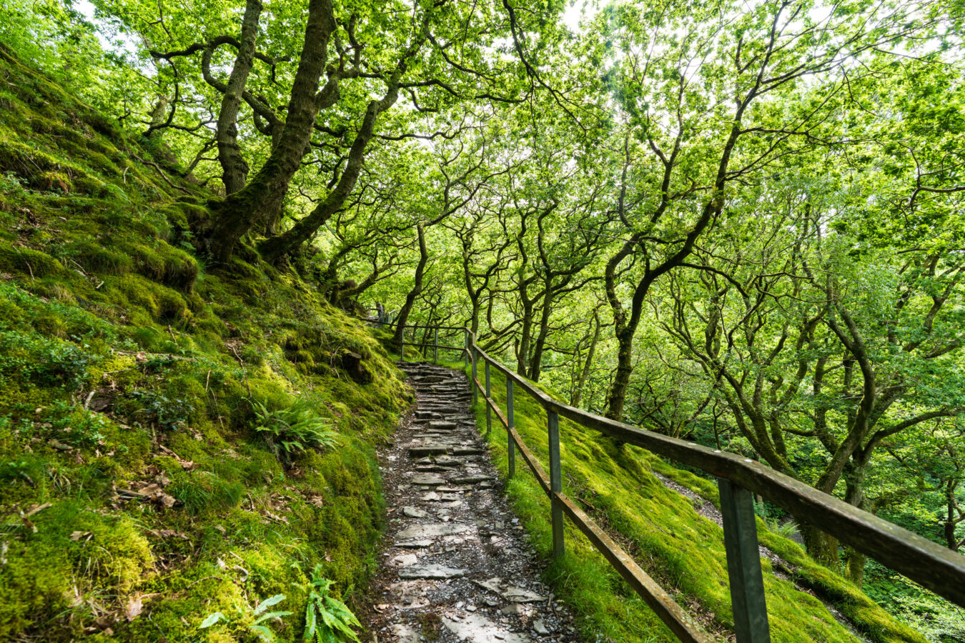 Path in the woodland around Dolgoch Falls