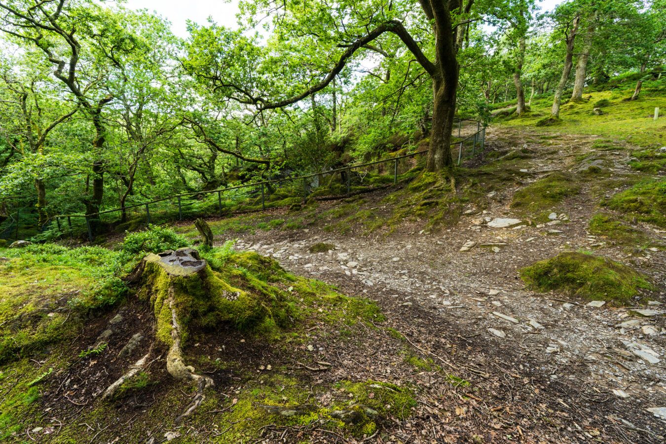 Woodland in Dolgoch Falls