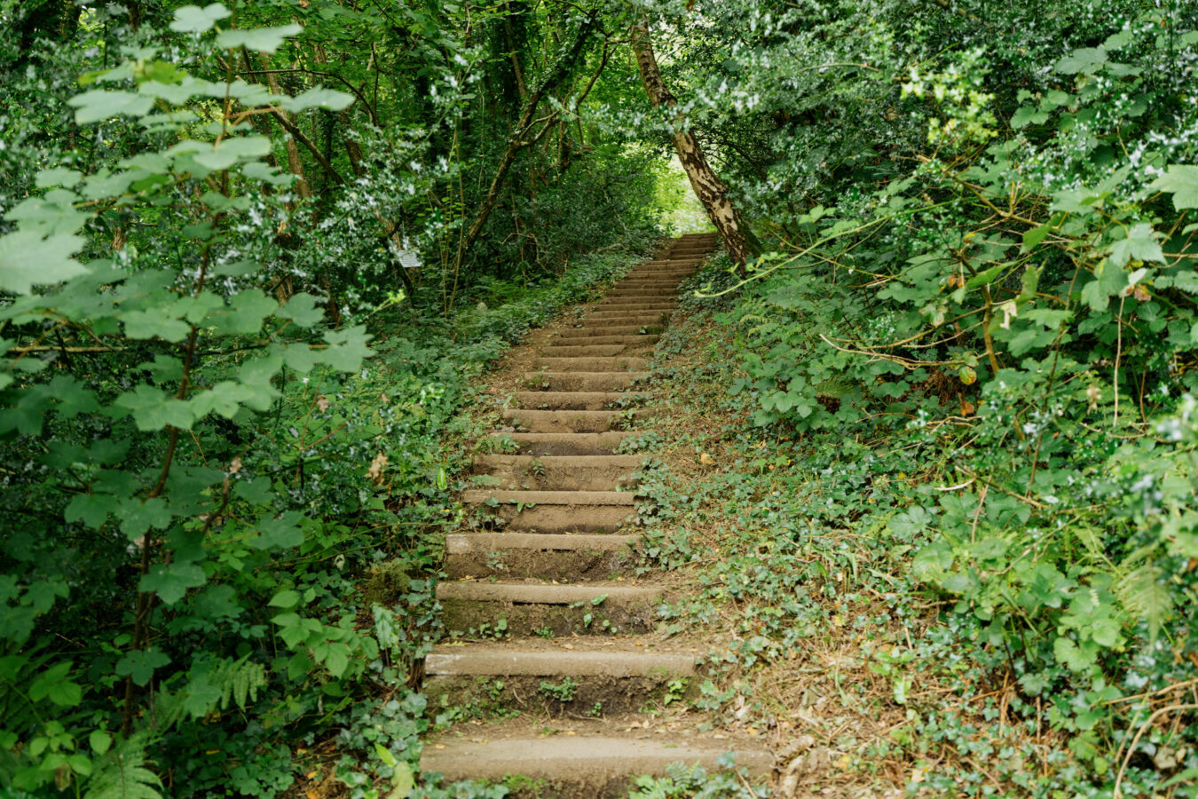 Steps in the Arthog woodland