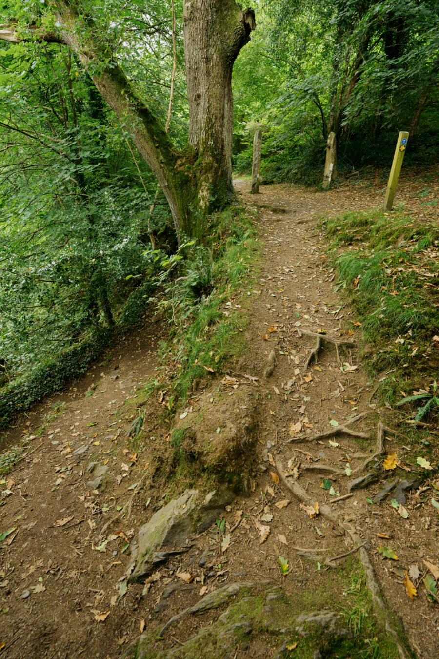 Trails merging