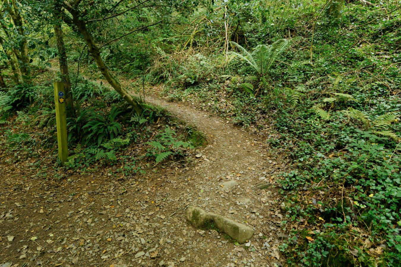 Path branching off to the right.