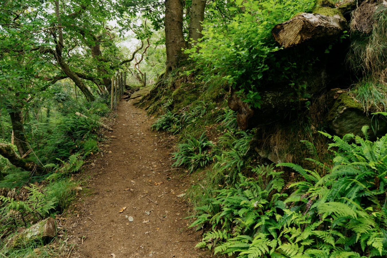 Woodland path