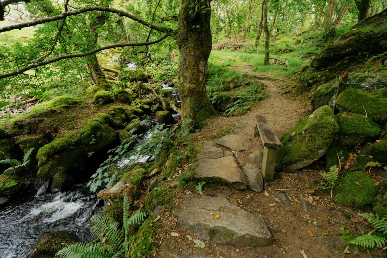 Small bench by the stream in Arthog woodland