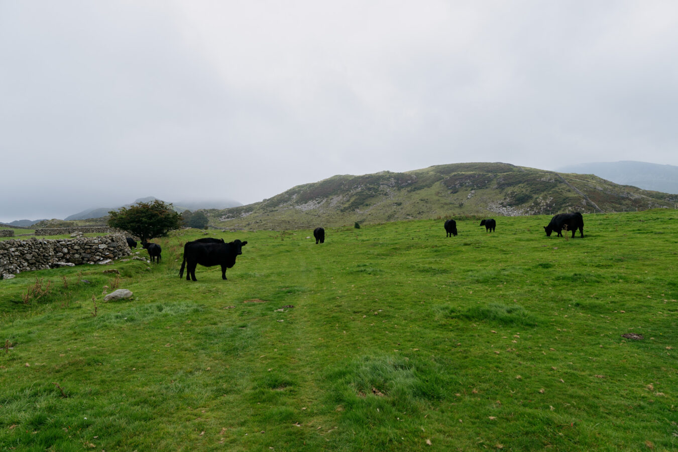 Field with cows