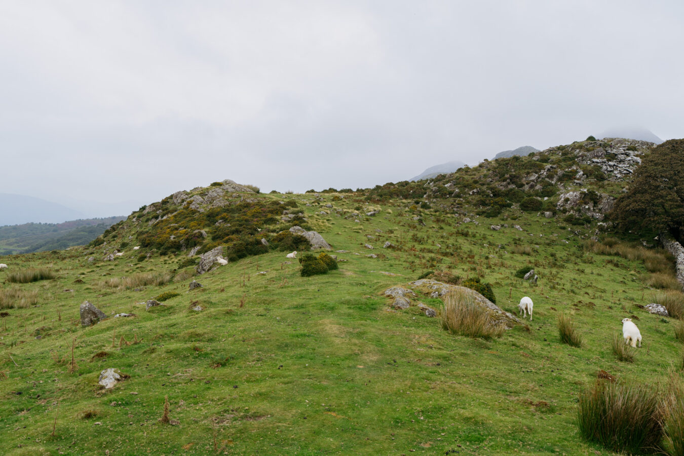 Path