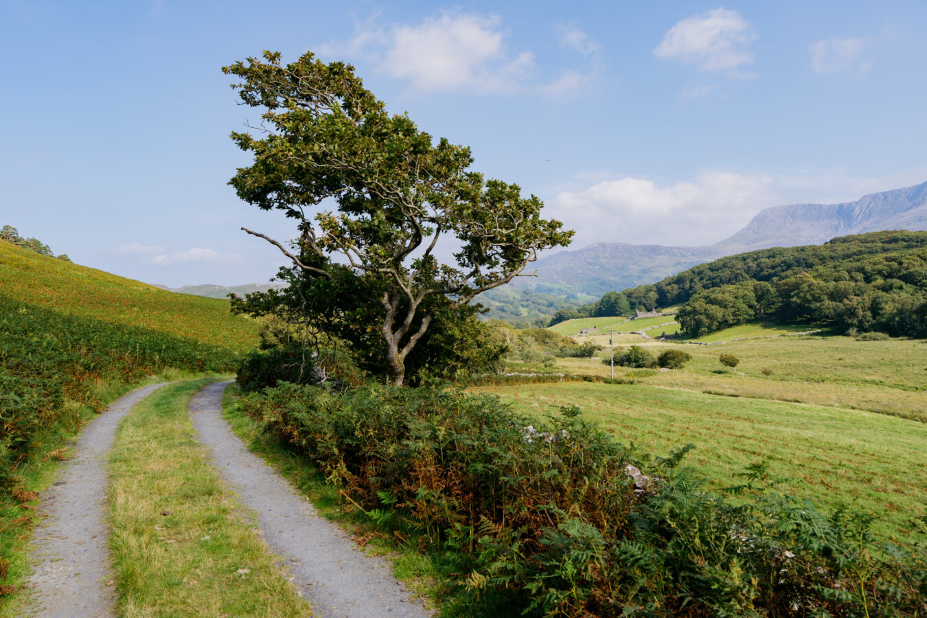 Farm track with tree on the right