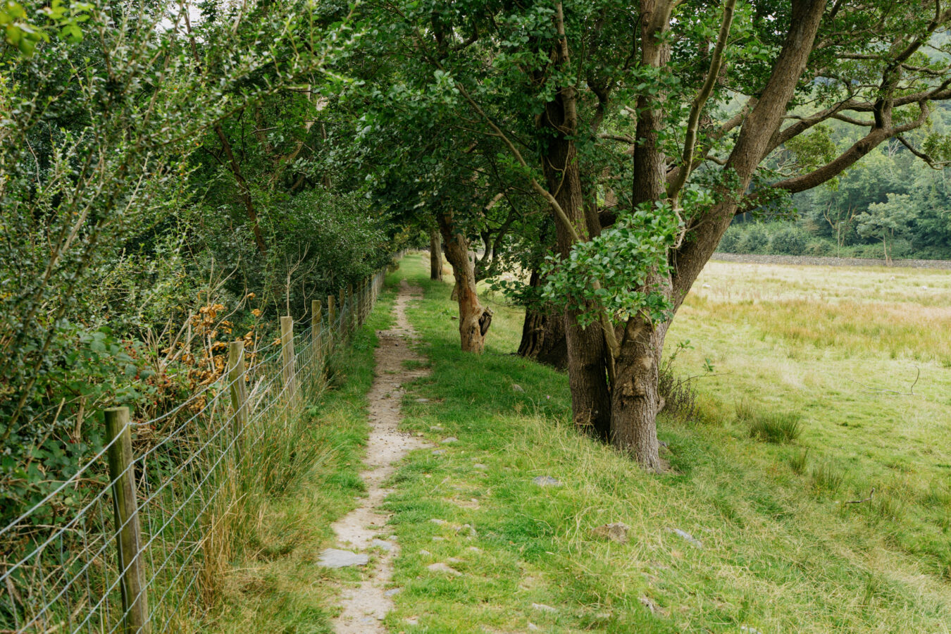 Path under trees