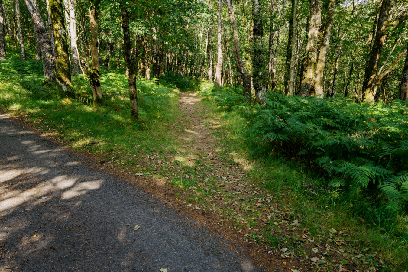 Trail branching off the main road.