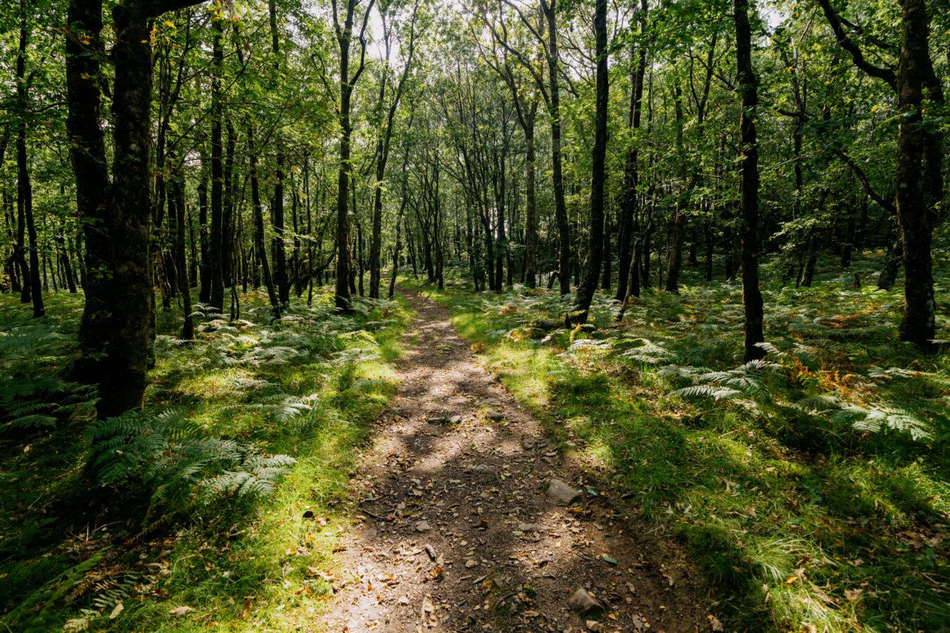 Trail in the woodland