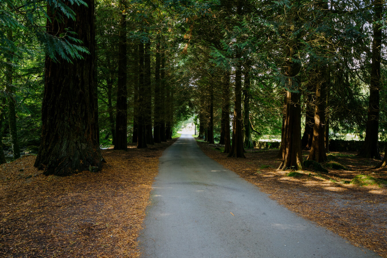 Road passing under tall trees
