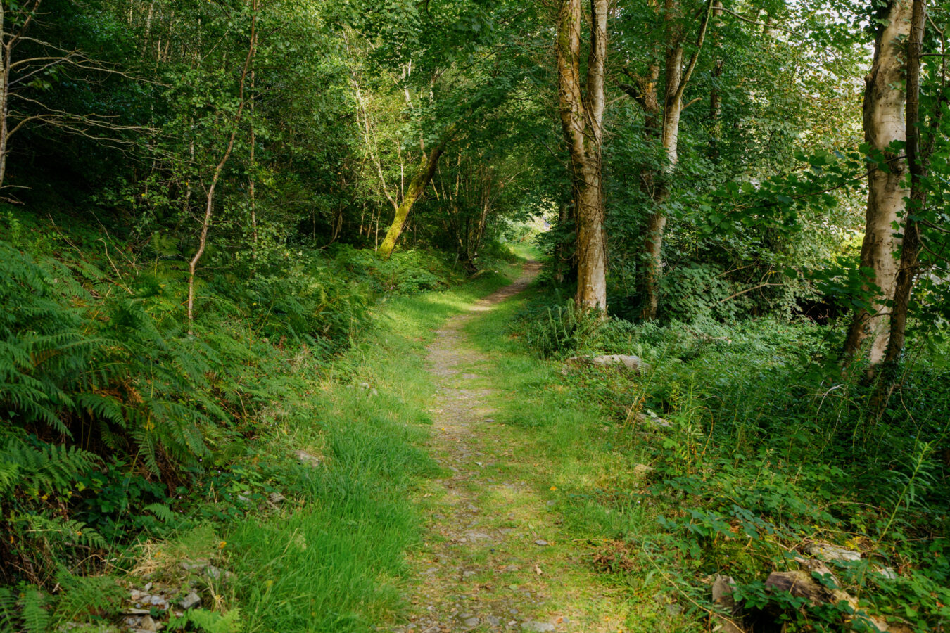 Path through the Abergwynant woodland