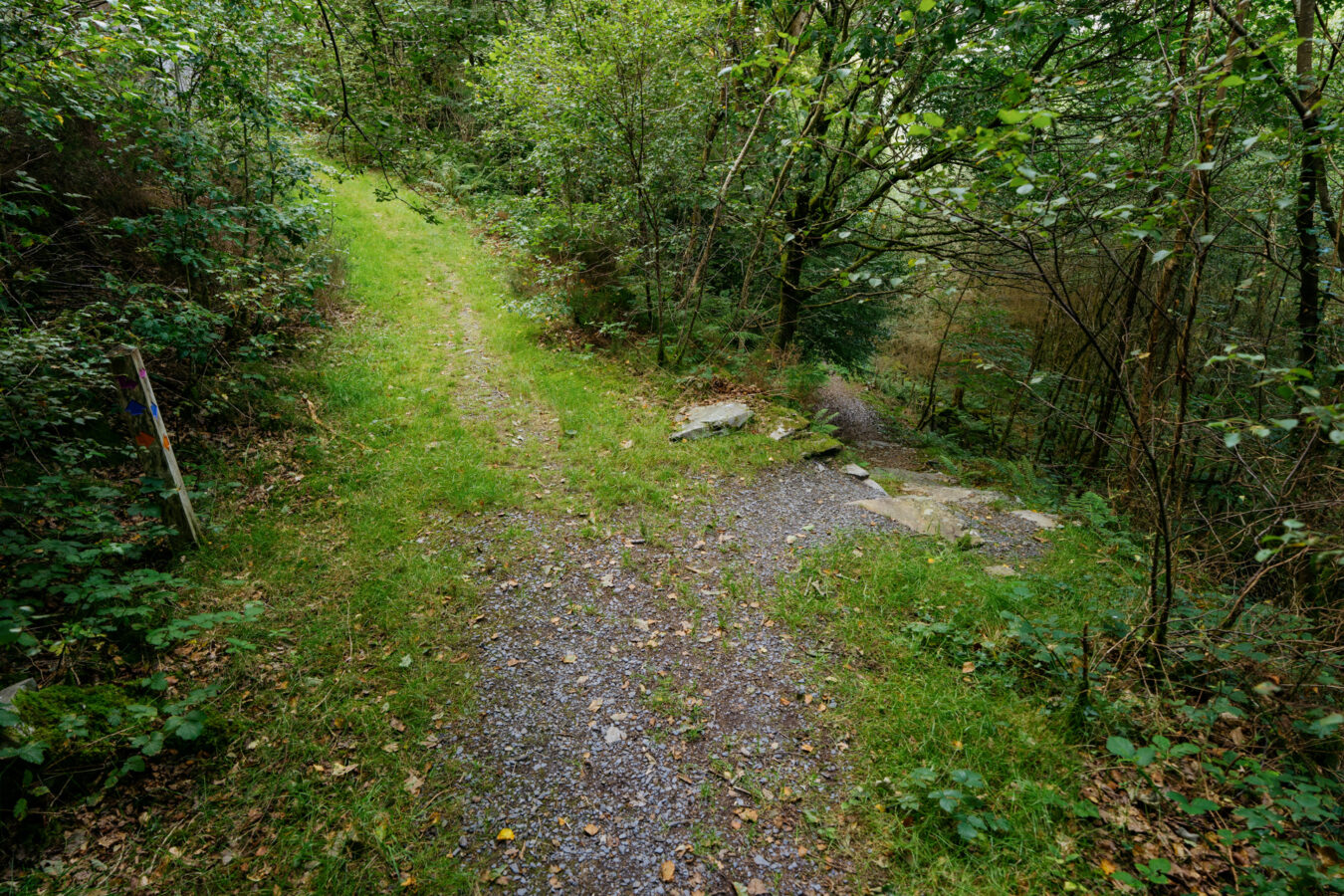 Fork in the path