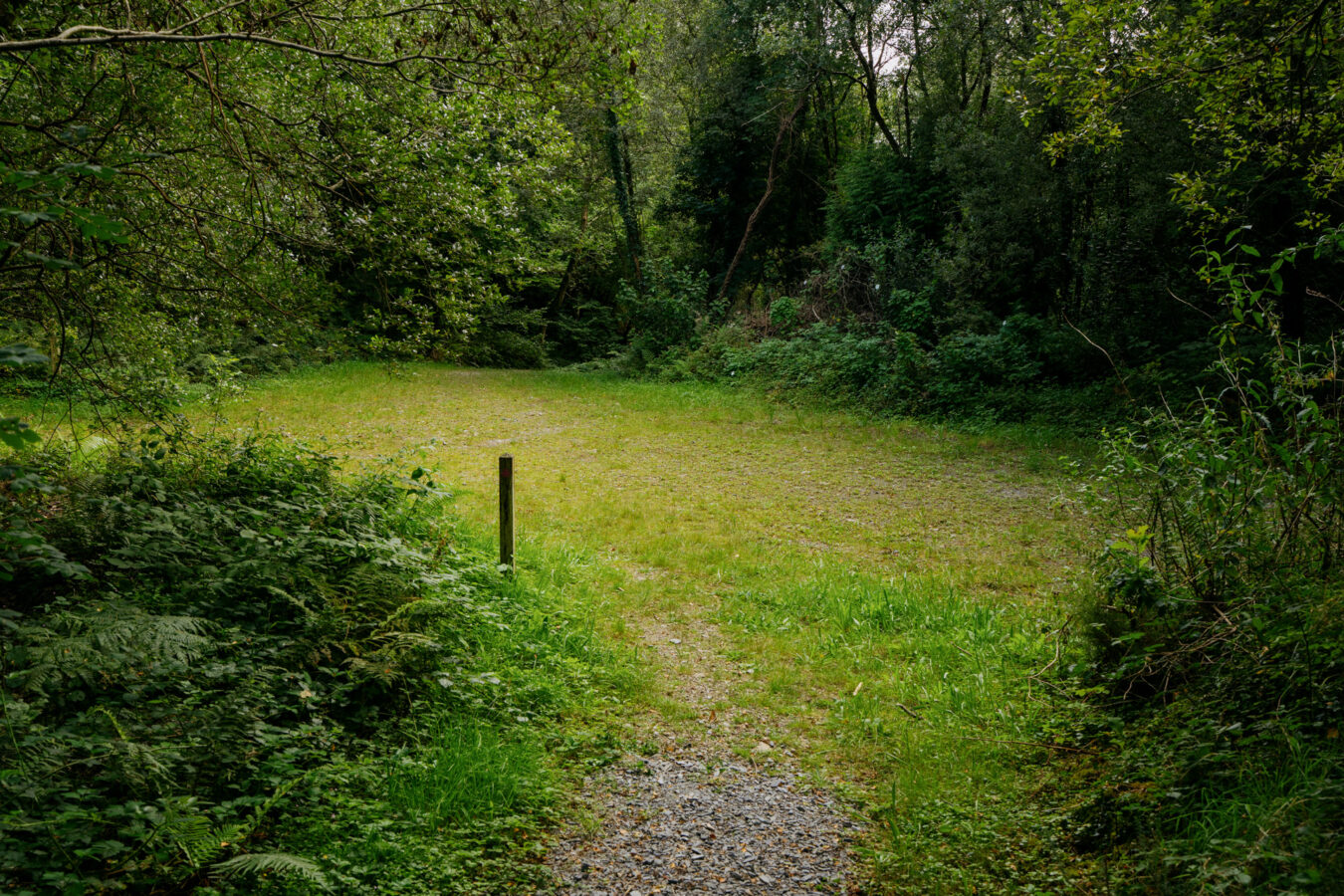 Large space in the woodland
