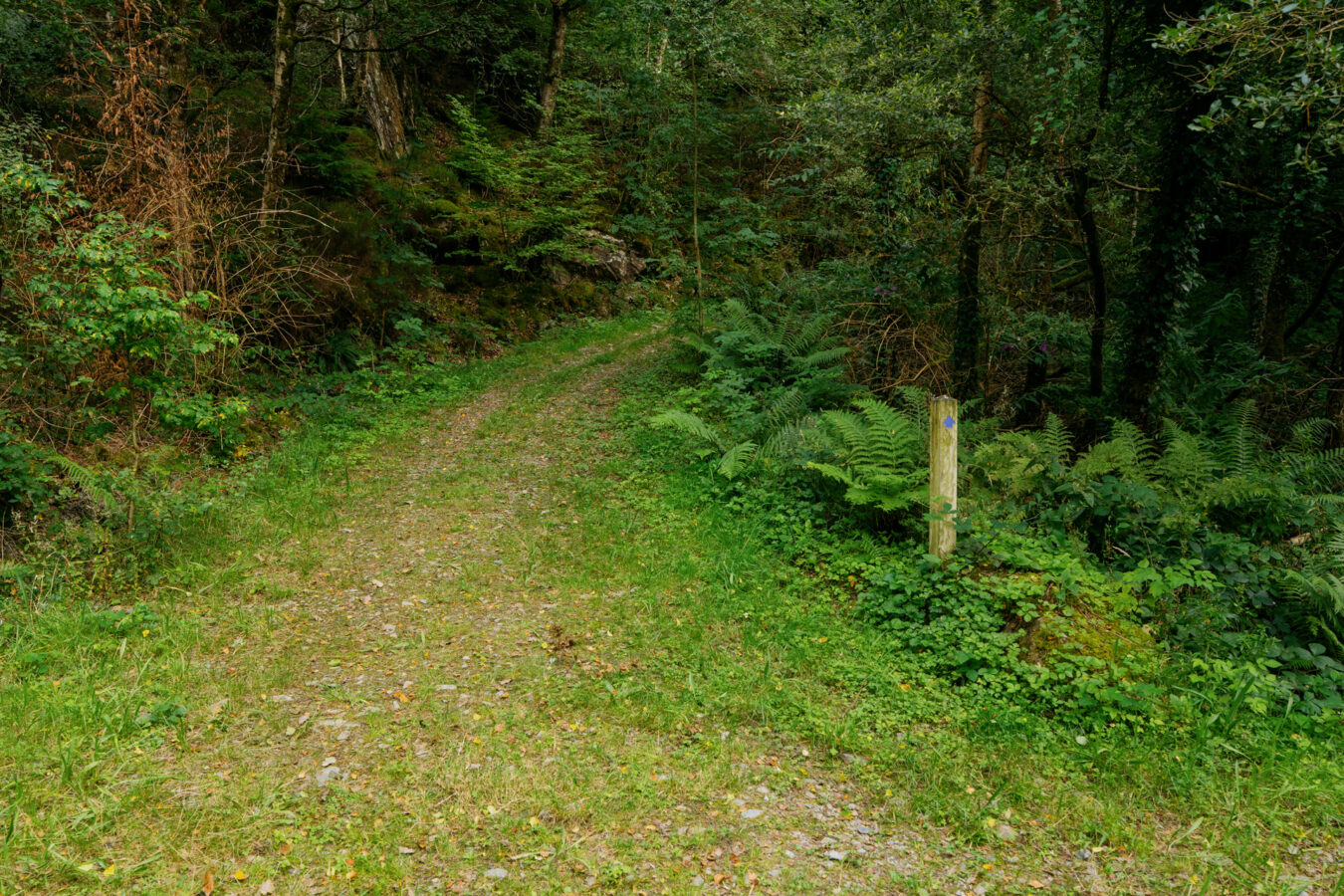 Beginning of the blue trail