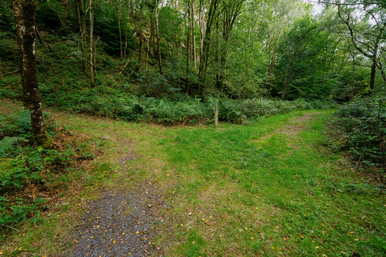 Fork in the blue trail
