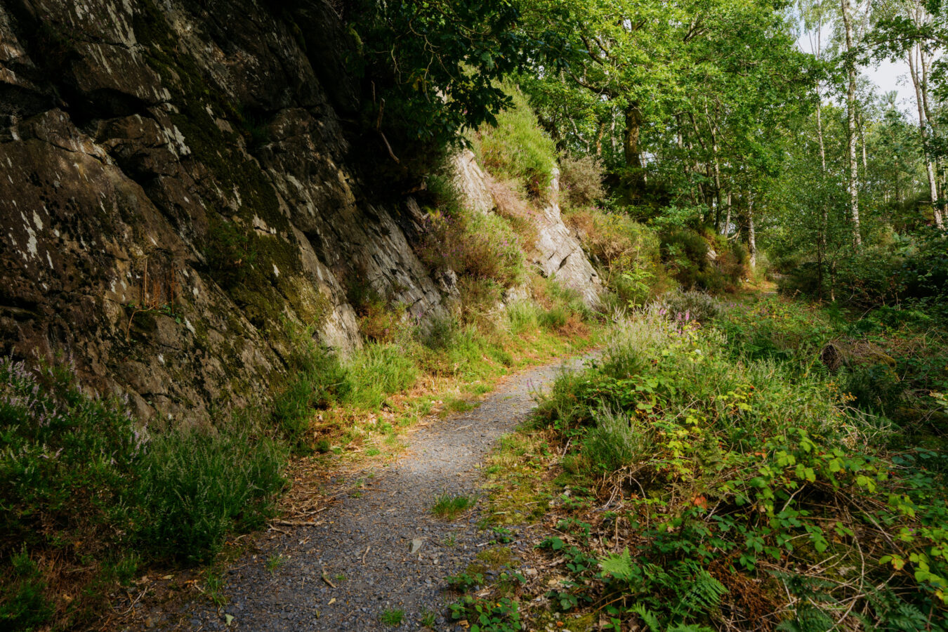 Trail