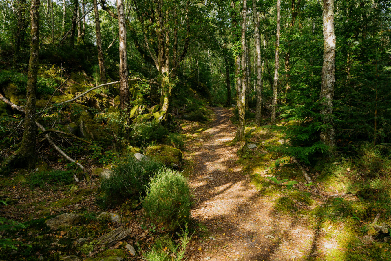 Trail in the woodland