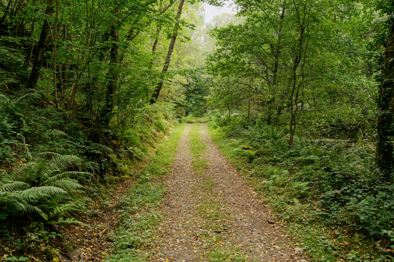 Forest track