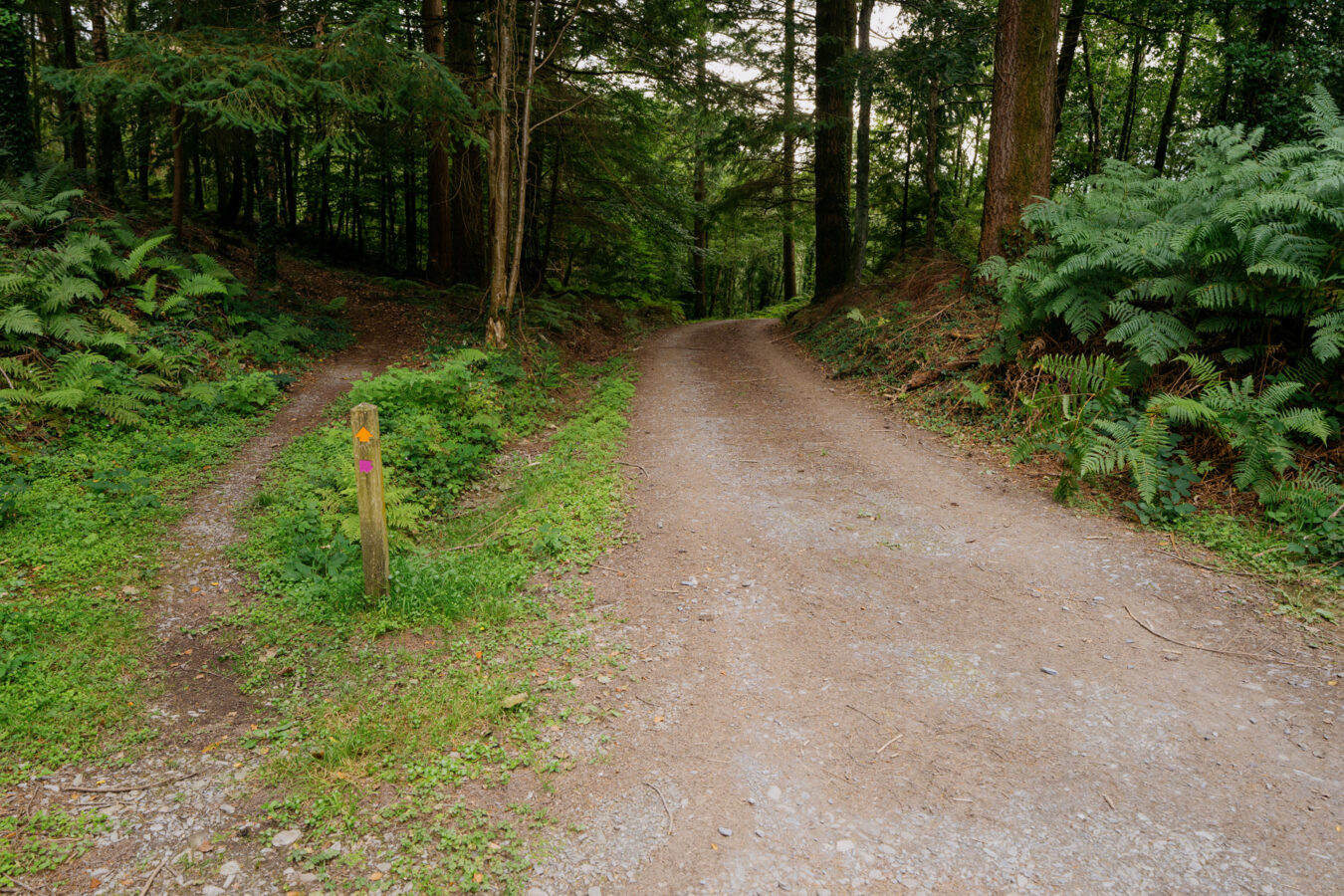 Forest track with purple trail on the right