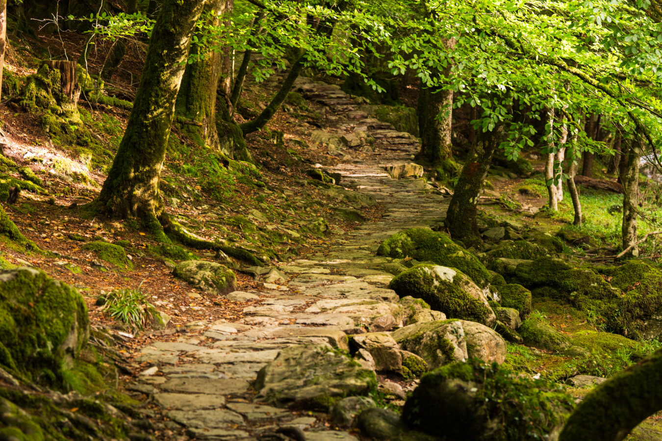 Stone path in the Gwydir Forest Park, Betws-y-Coed