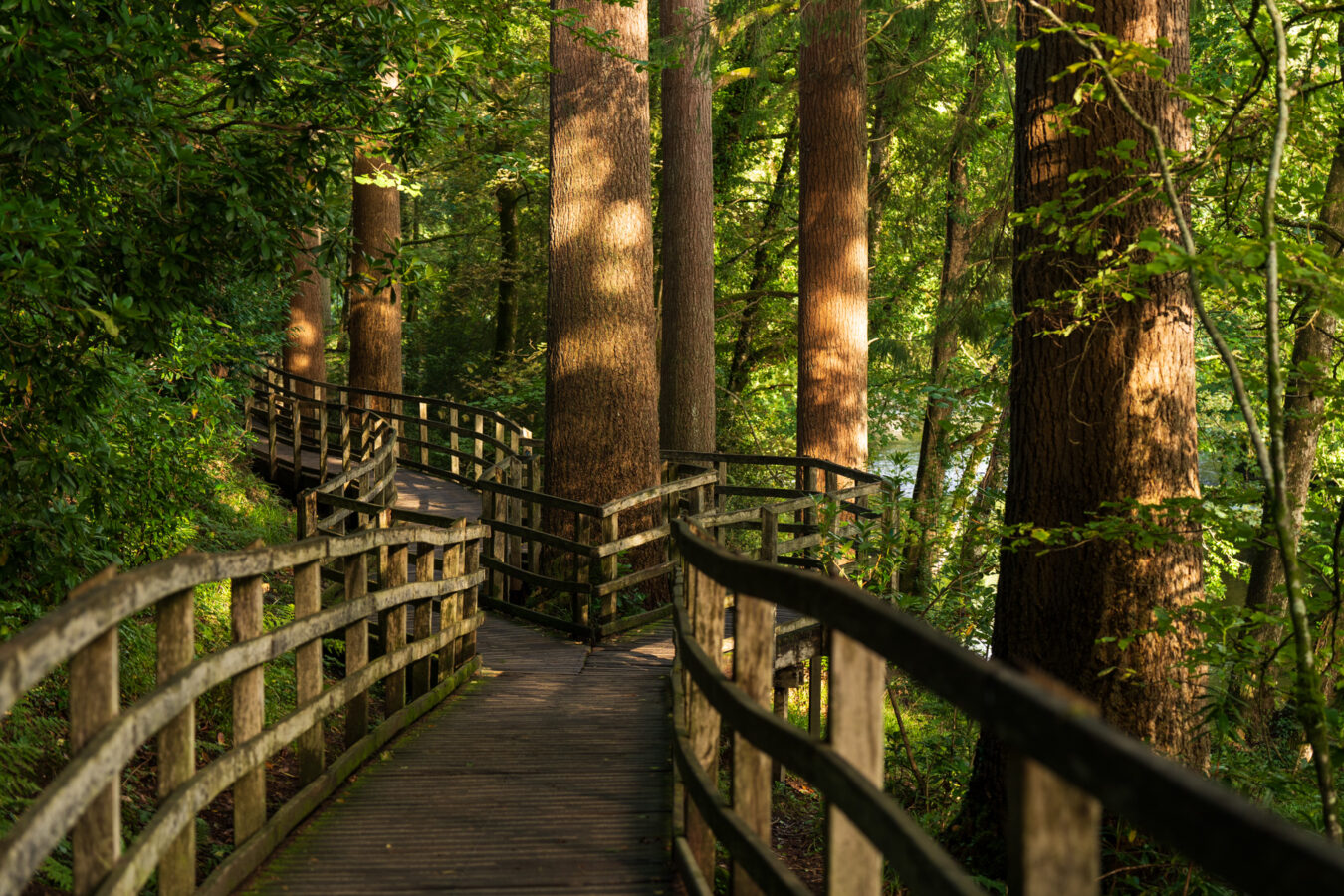Boardwalk in Tan Dinas woodland, Betws-y-Coed