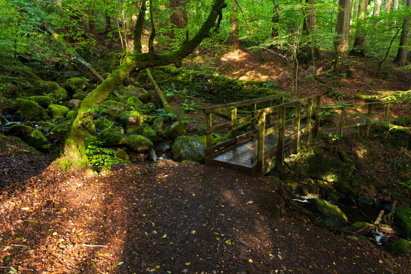 Bridge in the Gwydir Forest Park, Betws-y-Coed