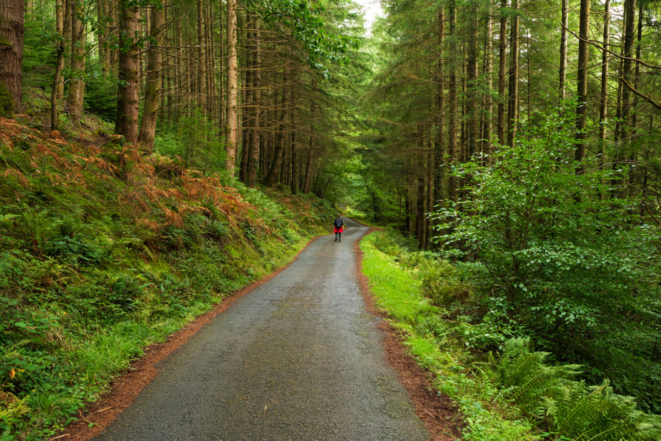 Narrow country road in the Gwydir Forest Park, Betws-y-Coed