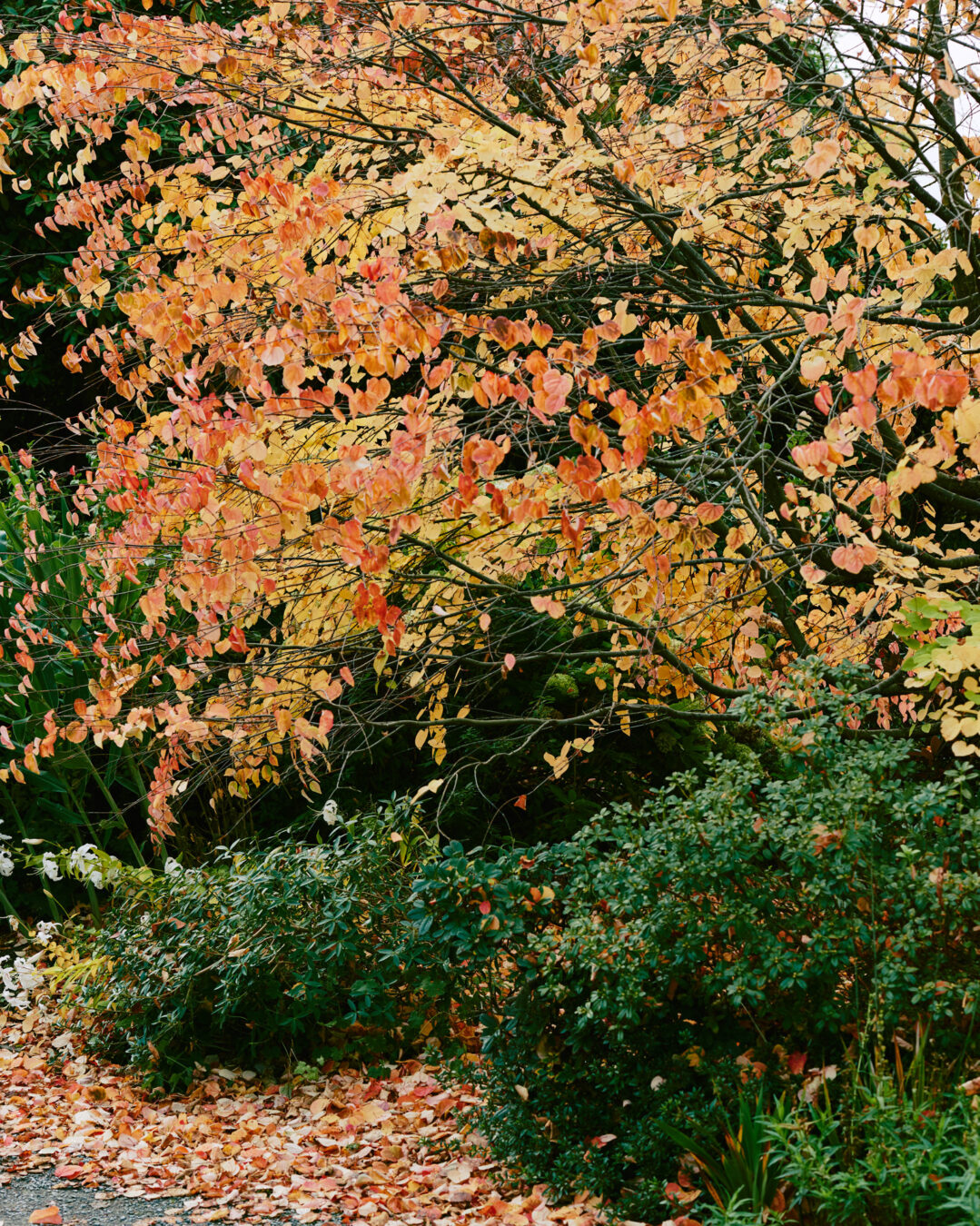 Red and yellow leaves in Bodnant Garden