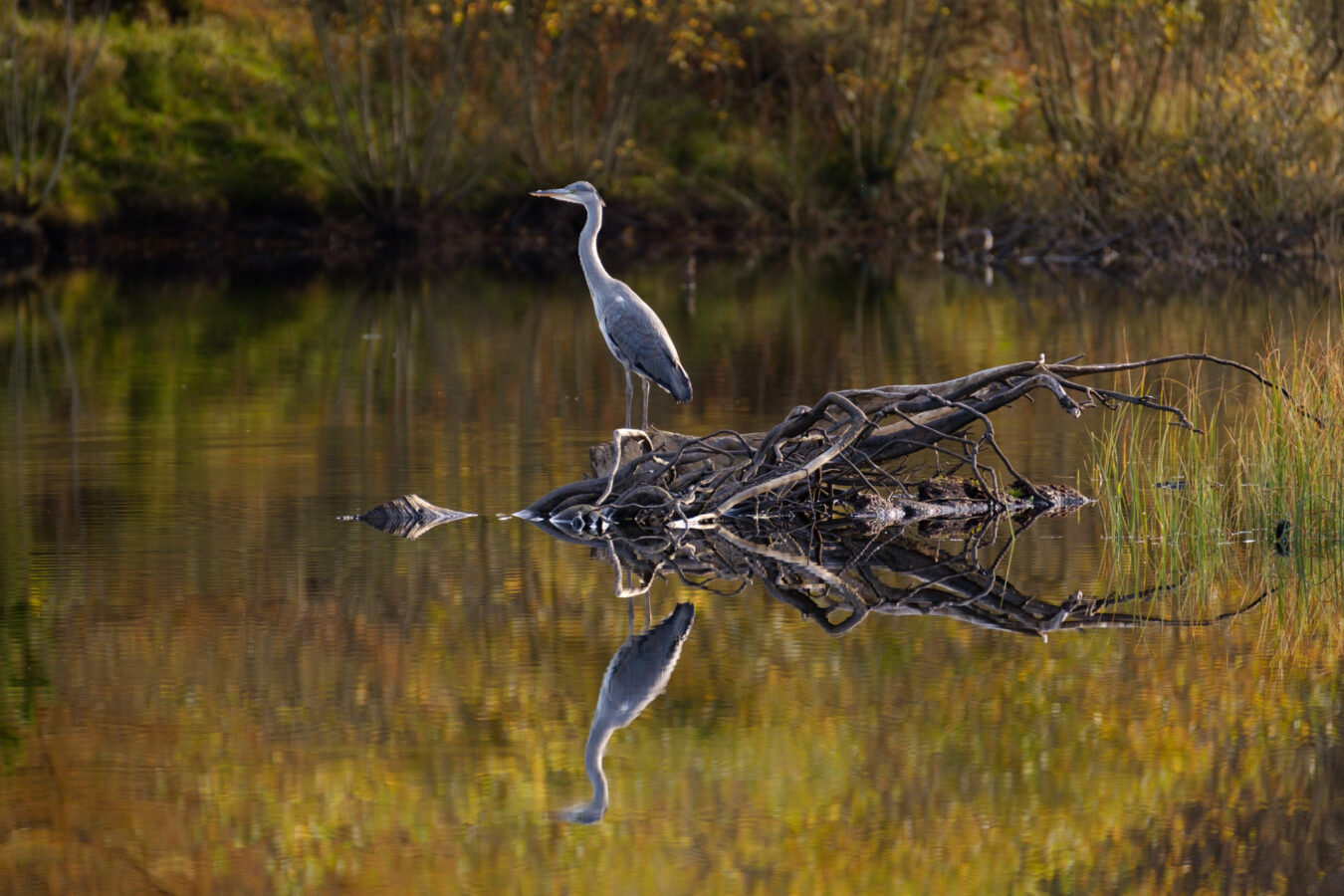 Grey heron on a log on the lake with nice reflection