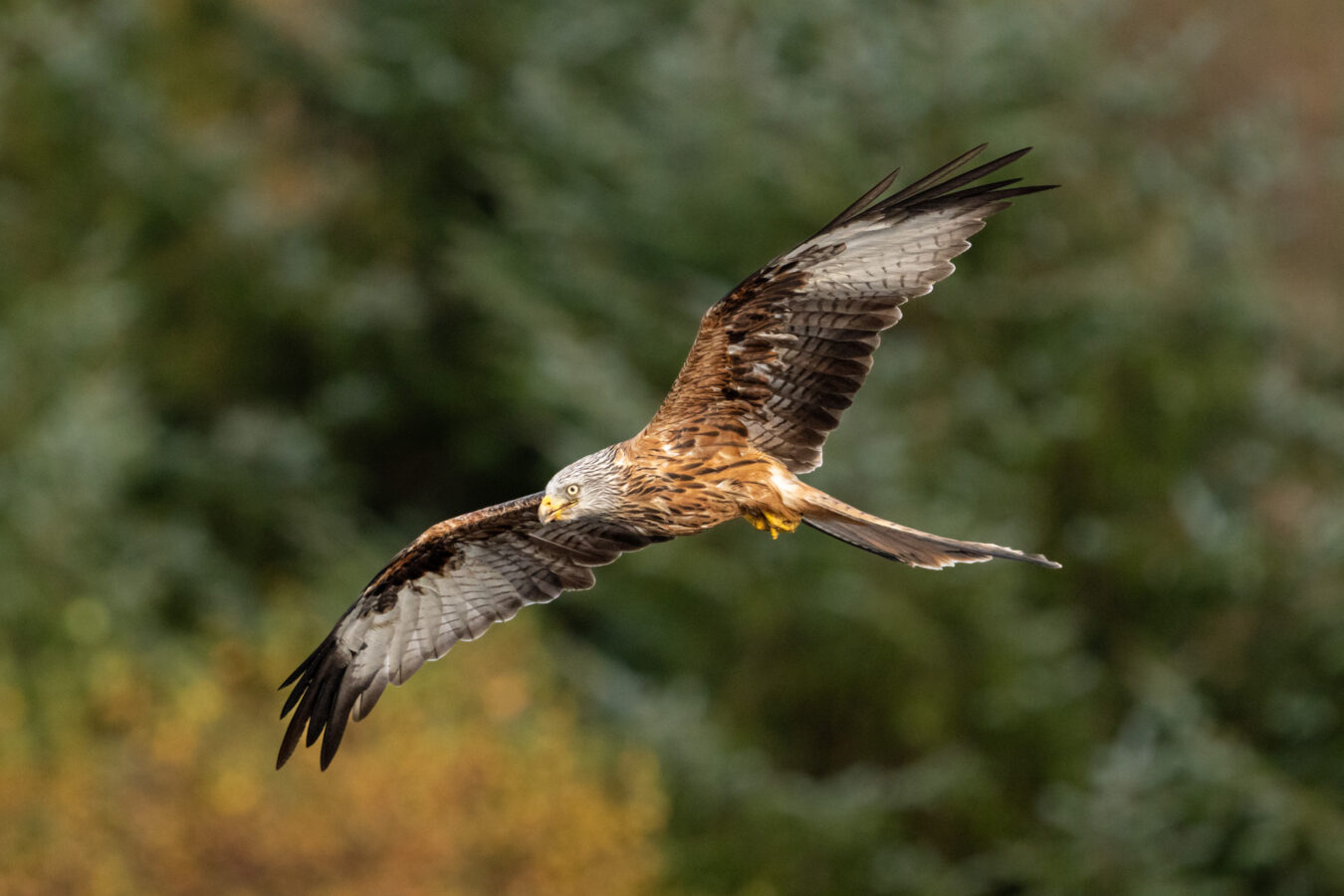 Red kite in flight