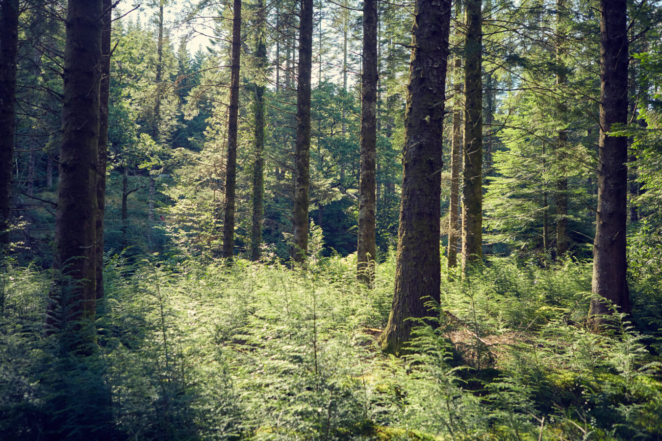 Woodland, Coed Y Brenin