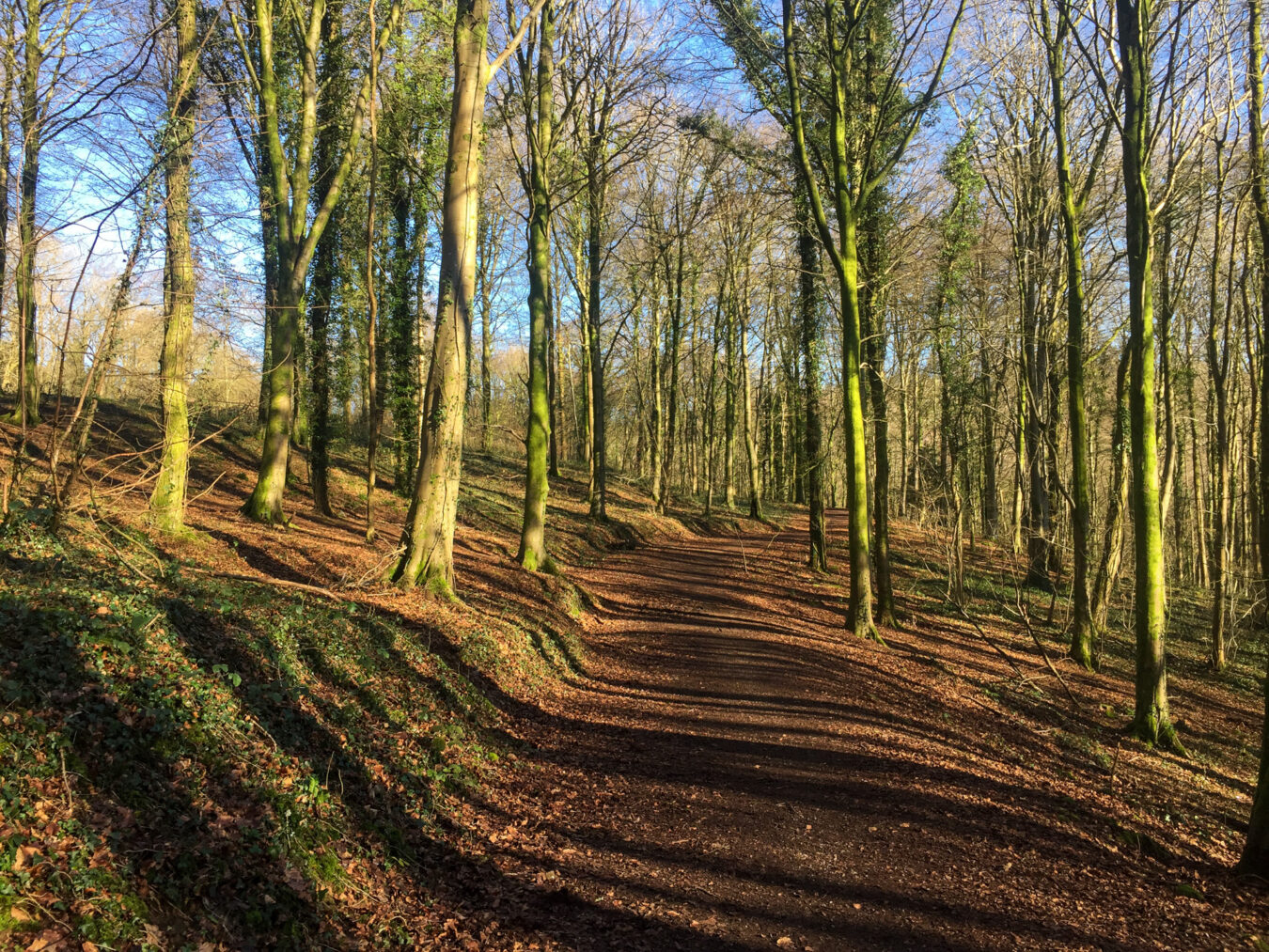 Fforest Fawr woodland