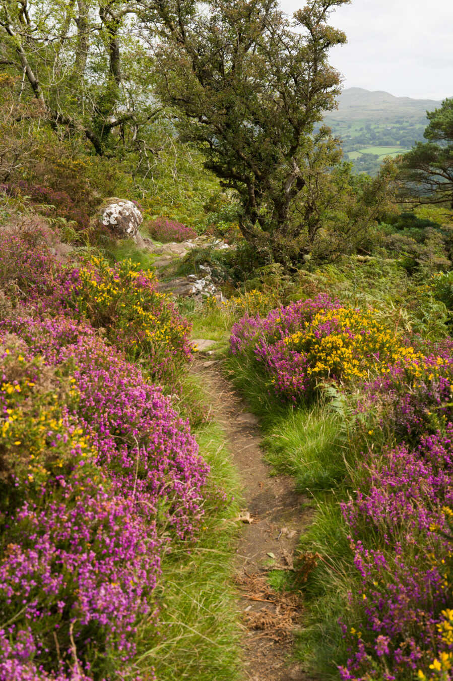 Narrow path through bushes and flowers