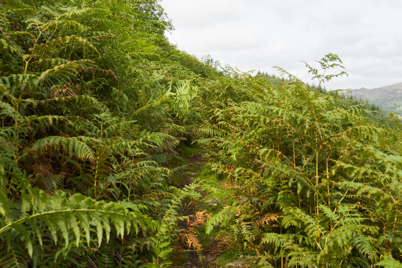 Vegetation almost covering the entire path
