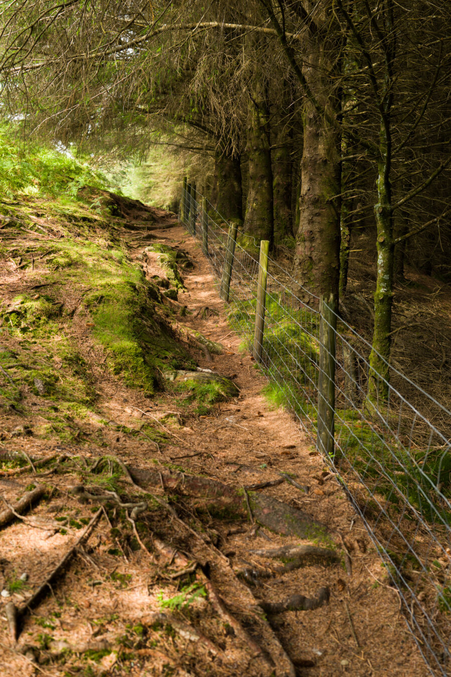 Uneven section along a woodland