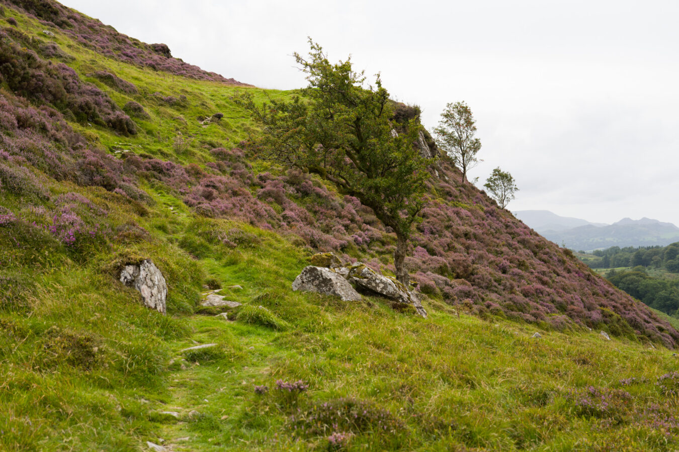 Steep path going up