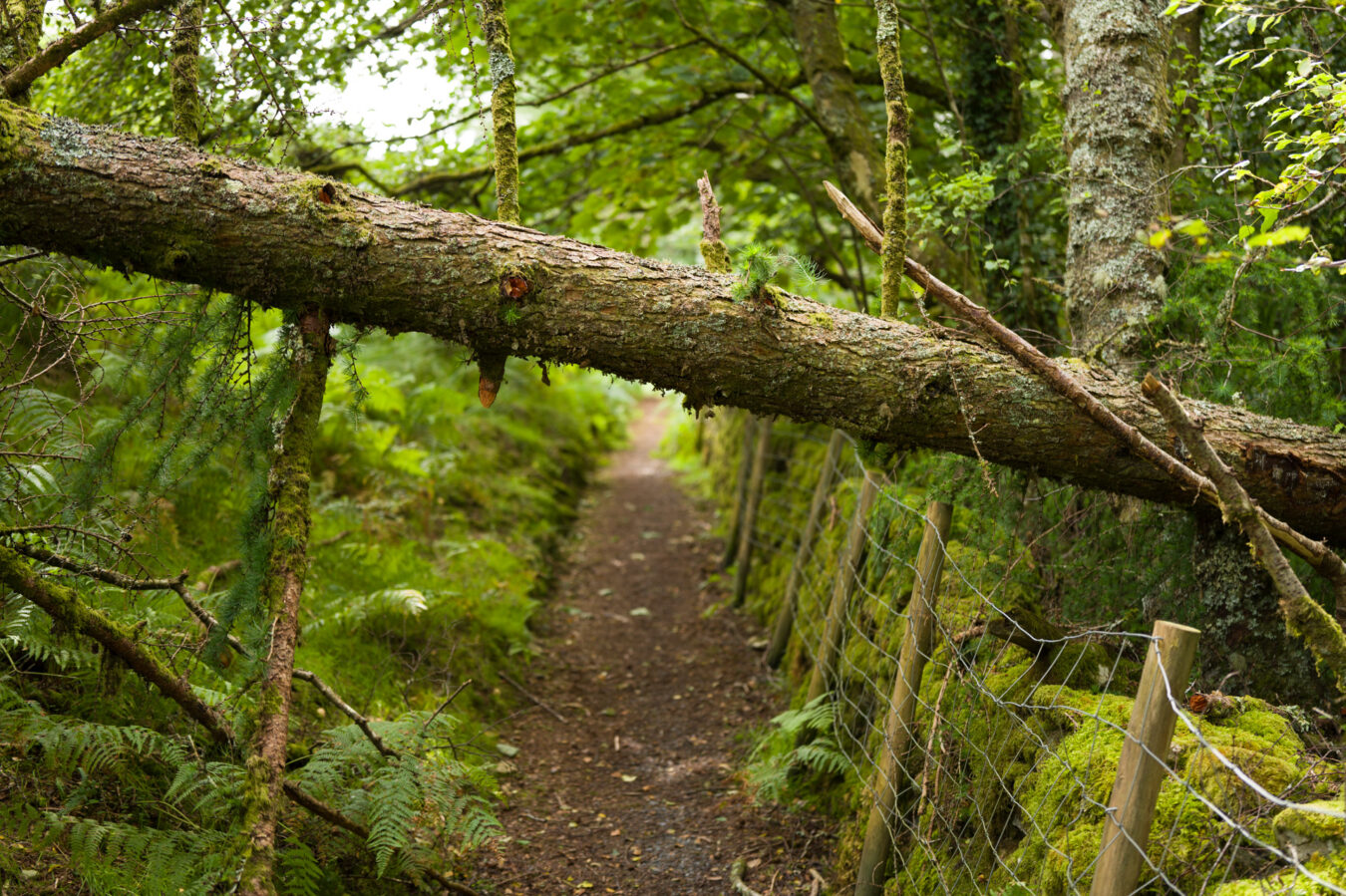 Path with fallen tree