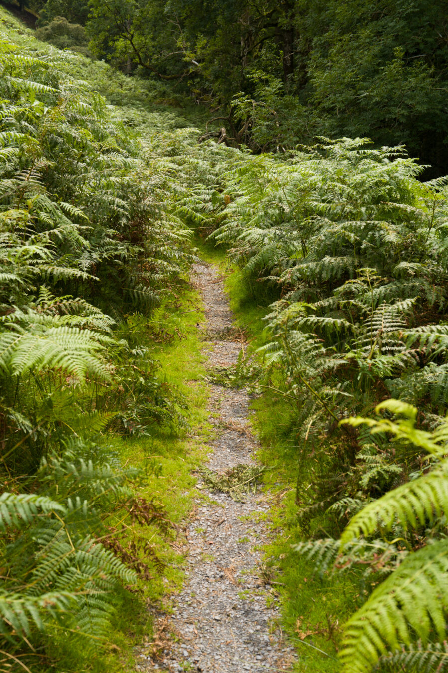 Narrow section of the path through thick vegetation