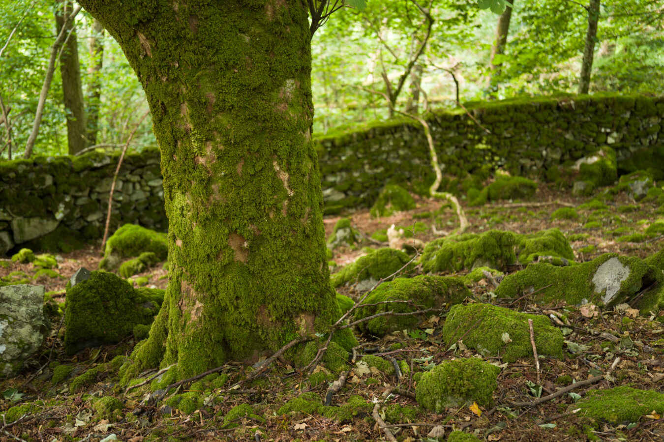 Large tree inside the woodland